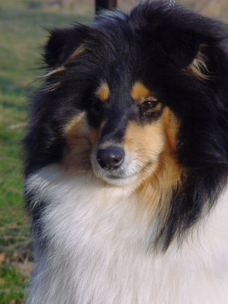 Toffee
