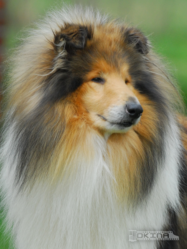 Xushu