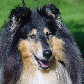 Haggis