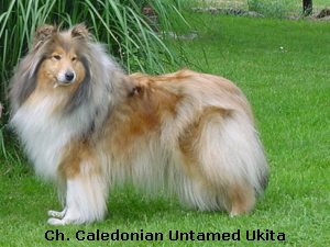 Ch. Caledonian Untamed Ukita