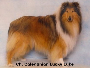 Ch. Caledonian Lucky Luke