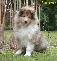 Nicolaysens Oskar One and Only