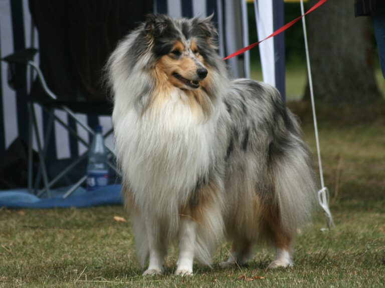 Caledonian Charming Chitana, Foto: Ina Eggert