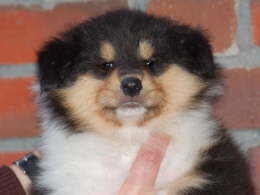 Caledonian Bibitty Bobitty Boo (vergeben)
