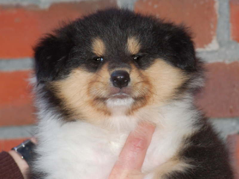 Caledonian Bibitty Bobitty Boo (vergeben)