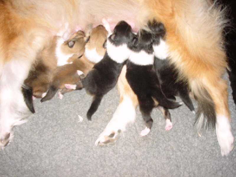 Die Welpen mit 1 1/2 Wochen.