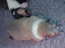 Die Welpen mit 2 Wochen.