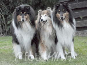 Buttons, Gipsy, Boo