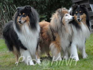 Buttons, Gipsy, Boo