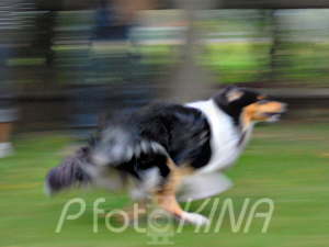Hunderennen