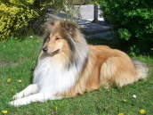 Caledonian Dusty Duke
