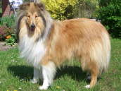 Caledonian Dusty Duke