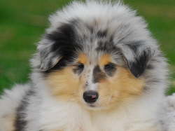 Efraim of Everwood, 9 Wochen alt.