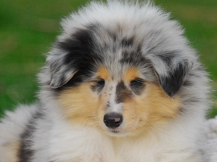 Efraim of Everwood, 9 Wochen alt.