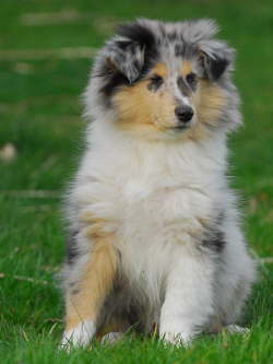 Efraim of Everwood