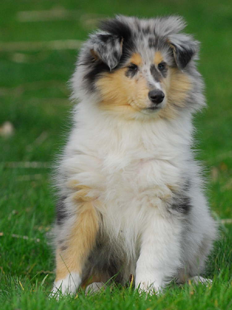 Efraim of Everwood