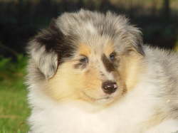 Efraim of Everwood, 5 1/2 Wochen alt