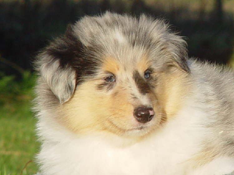 Efraim of Everwood, 5 1/2 Wochen alt