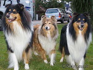 Buttons, Hasi, Boo