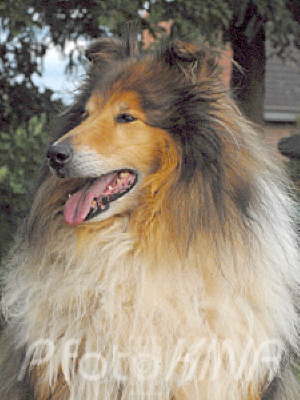 Ivor