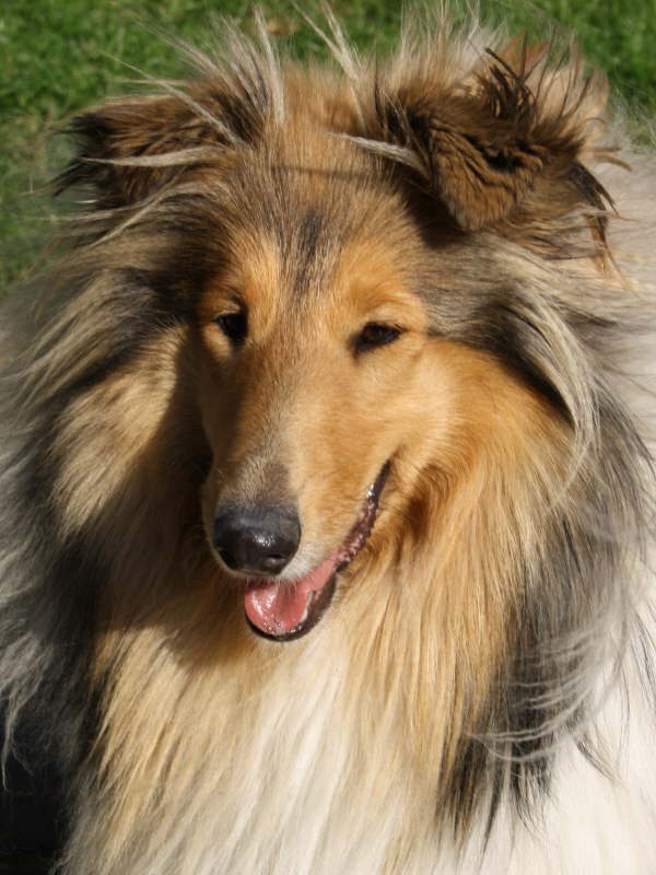 Caledonian Fran Fine (Tess)