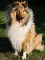 Caledonian Fran Fine (Tess)