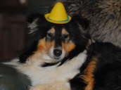 Toffee im Karneval