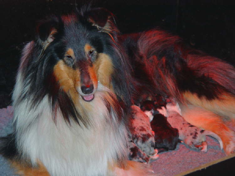 Welpen aus Yentl x Ocean, 26 Dez 2007 Doris Kina