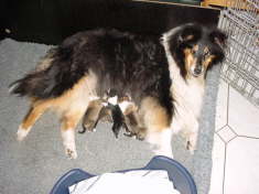  1. Tag