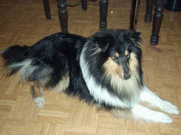 Dashing Darby