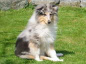 Caledonian Eton the Eyecatcher