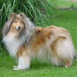 Ukita (Hasi) am 22. Juni 2006