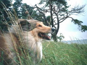 Caledonian Hope and Harmony (Cora)