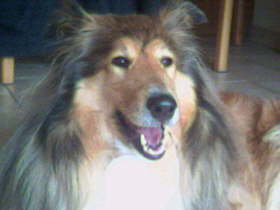 Caledonian Hope and Harmony (Cora)