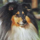 Jack
