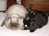 Muffin & Cookie