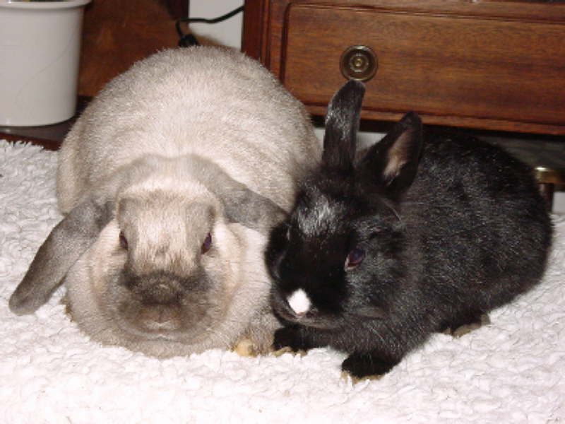 Muffin & Cookie
