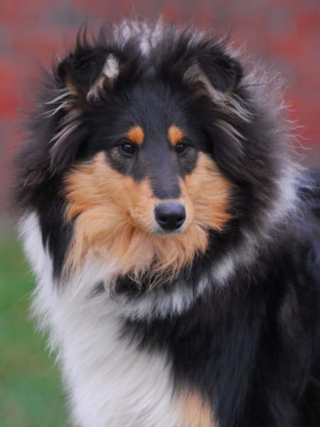 Nala (Delightful Dakota), 16.12.2007