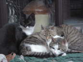Piper, Gismo und Pepper