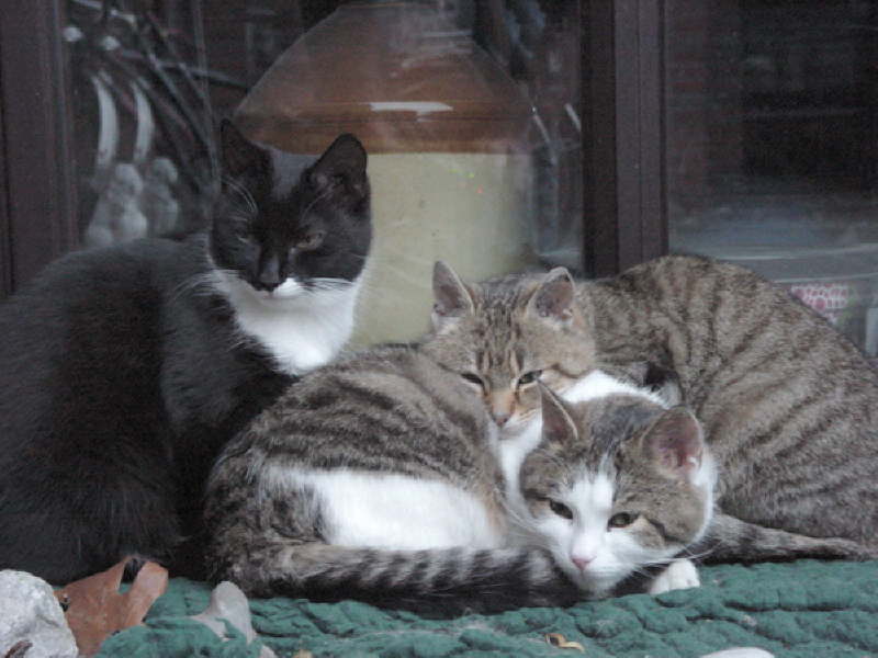 Piper, Gismo und Pepper