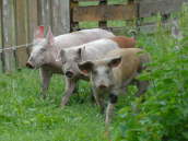 Neuzugang Juni 2008