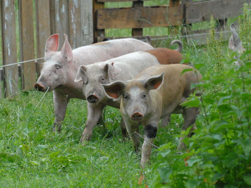 Neuzugang Juni 2008
