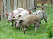 Neuzugang Juni 2008