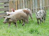 Neuzugang Juni 2008