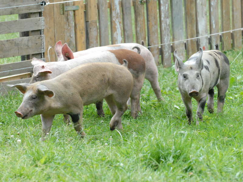 Neuzugang Juni 2008