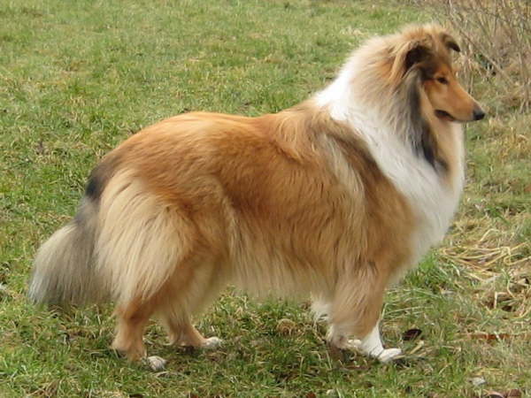 Caledonian Fran Fine (Tess)