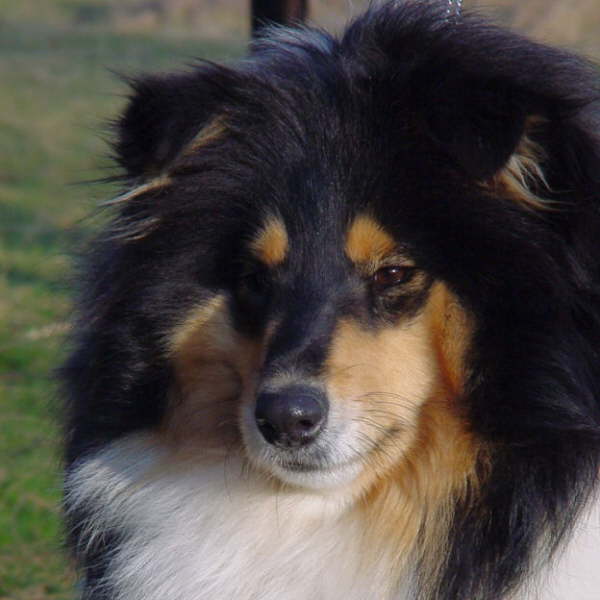 Toffee