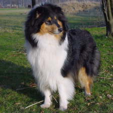 Toffee