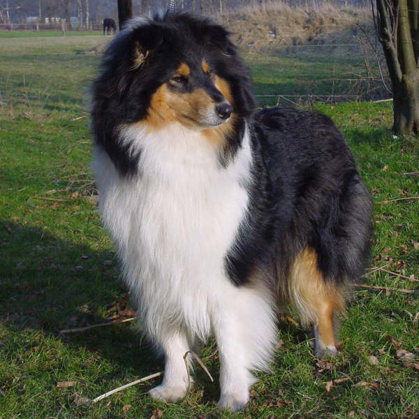 Toffee