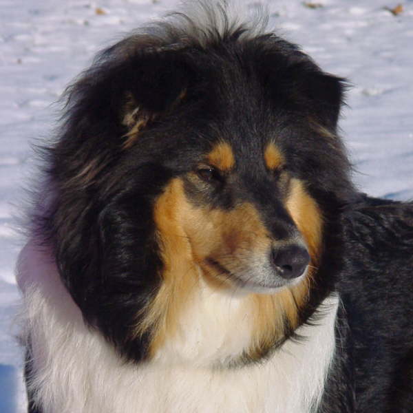 Toffee